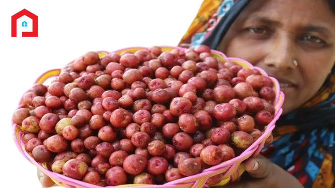 দেশি গুটি আলু