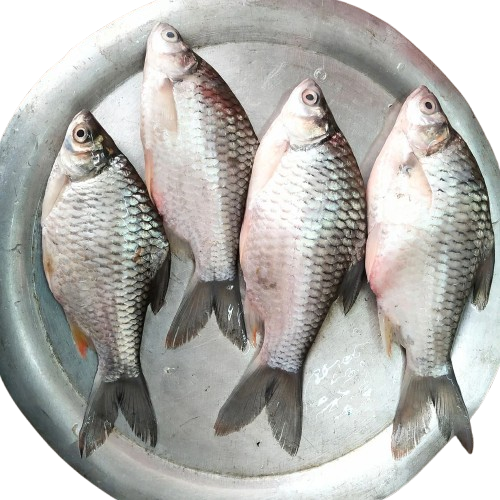 শরপুঁটি