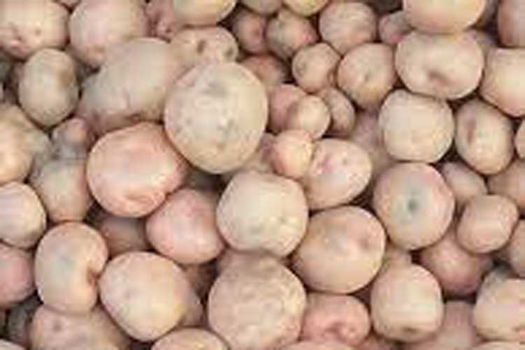 আলু (কড়িয়াল)