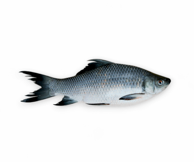 কালিবাউশ মাছ