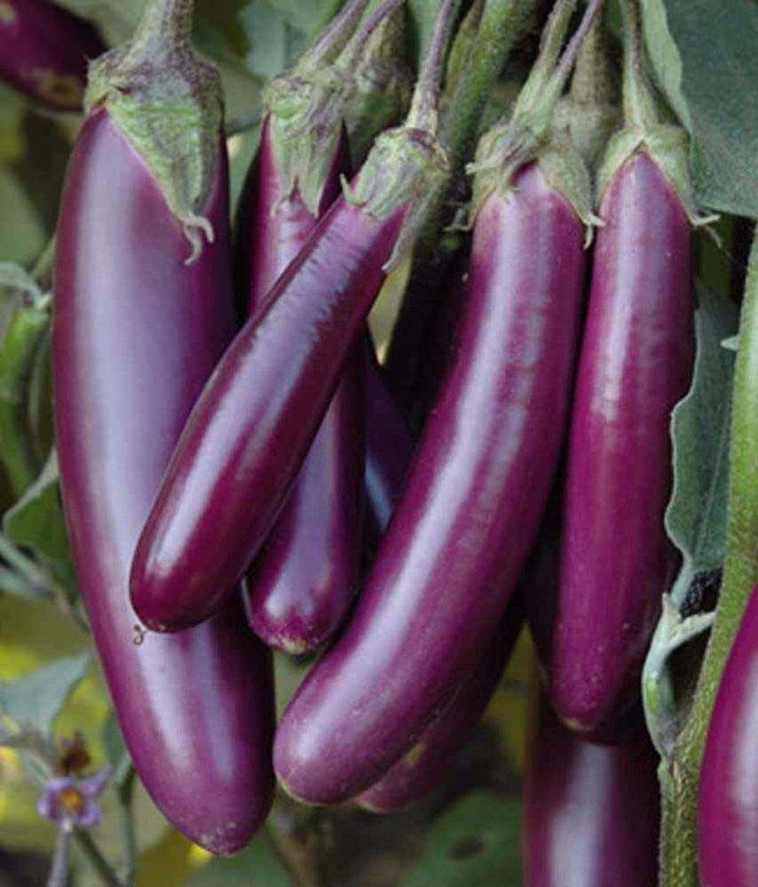 লম্বা বেগুন