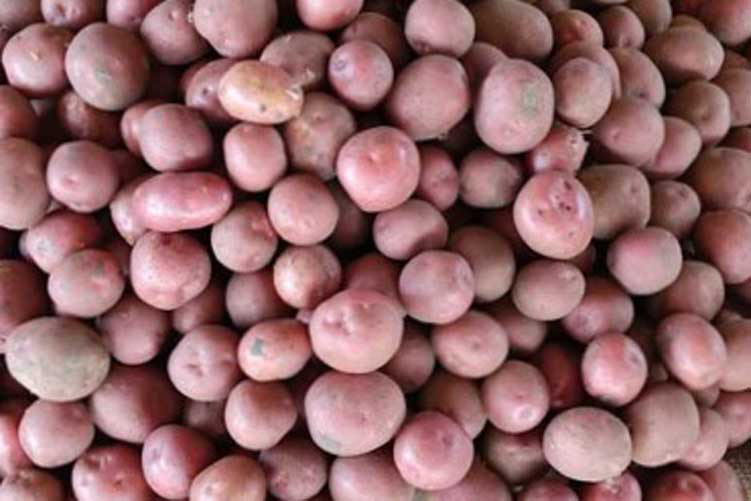 আলু (দেশি)