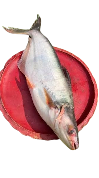 পাঙ্গাস