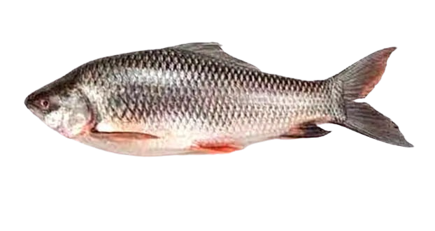 রুই মাছ