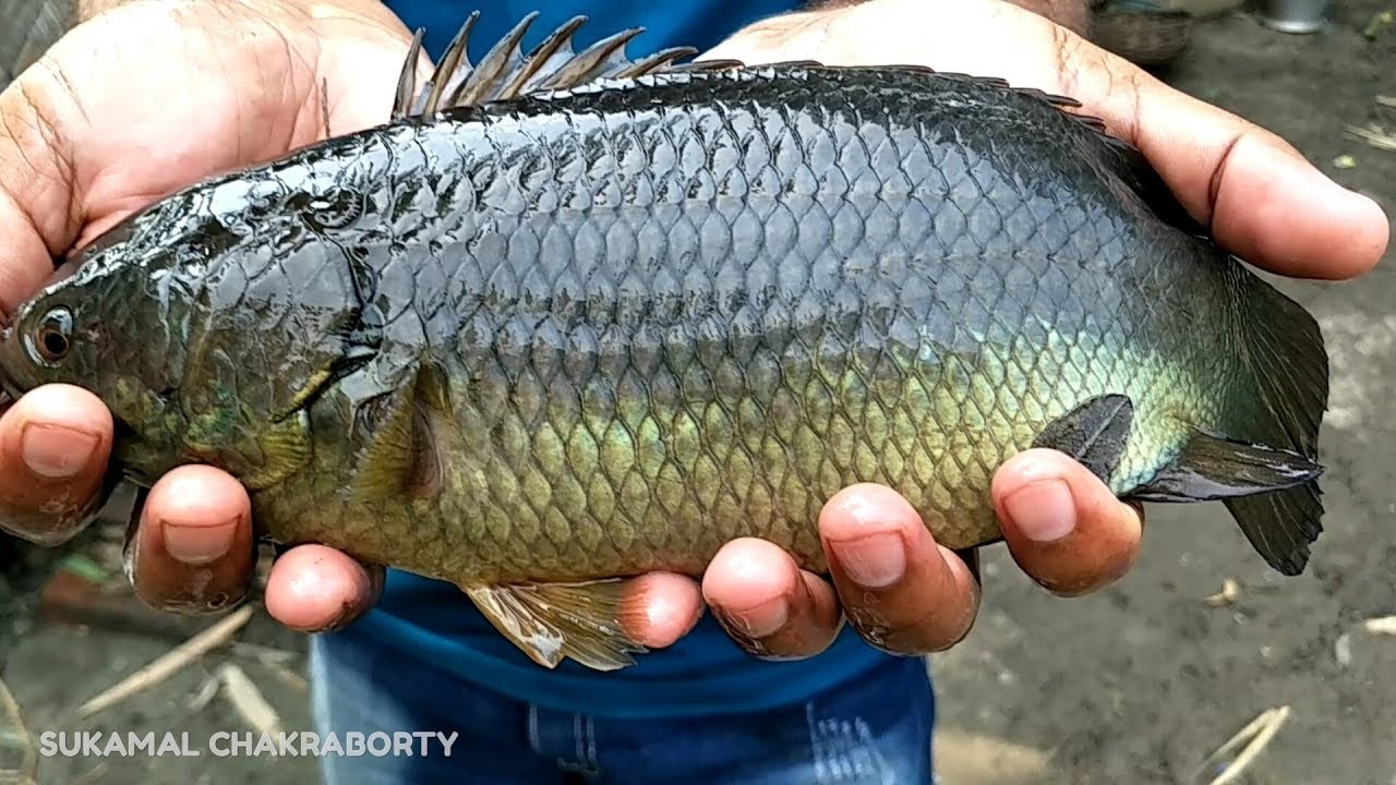 কই