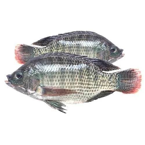 তেলাপিয়া
