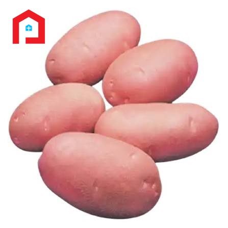 কাঠি লাল আলু