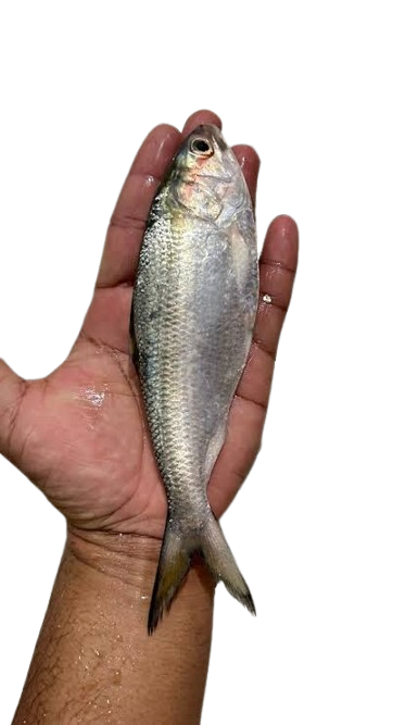 সাগরের ঝাটকা