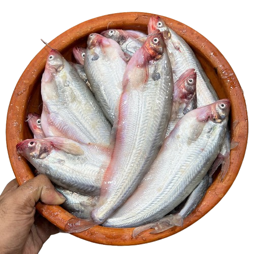 পাবদা