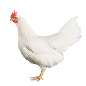 সাদা কক মুরগি